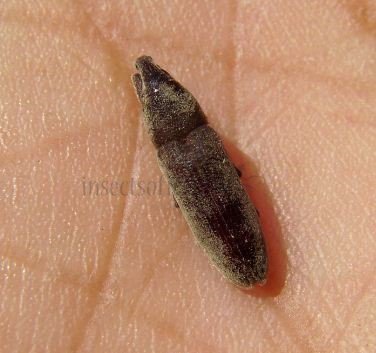Lixus sp