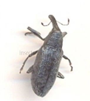 Magdalis violacea