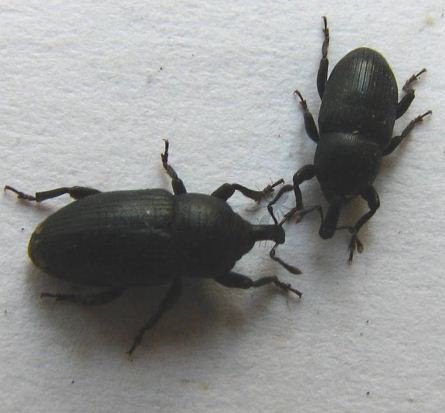 Malvaevora timida