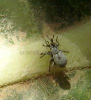 Pseudoperapion brevirostre