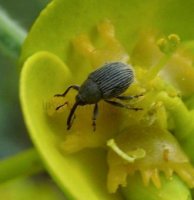 Tychius picirostris