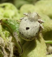 Cionus hortulanus -7