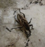 Coniocleonus nigrosuturatus-2