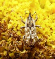 Curculionidae-1
