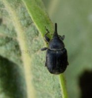 Gymnetron linariae -1