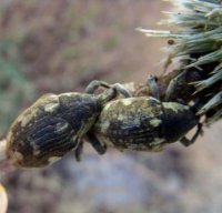 larinus flavescens -1