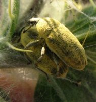 Larinus jaceae -1