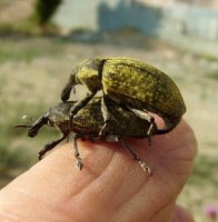 Larinus latus -4
