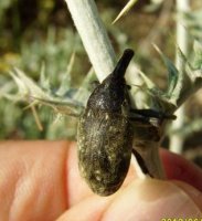 Larinus obtusus -2