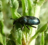 Aulacobaris coerulescens-1