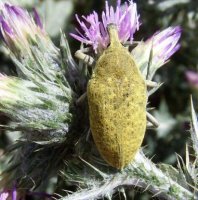 larinus sp