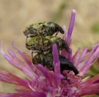 Larinus turbinatus -3