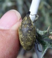 Larinus vulpes -1