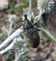 Larinus vulpes-2