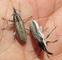 Lixus albomarginatus -3