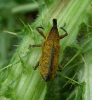 Lixus angustatus-2