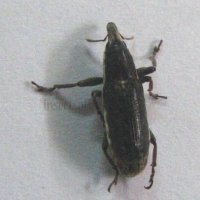 Lixus ascanii