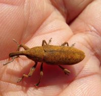 Lixus bardanae -6