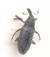 Magdalis violacea