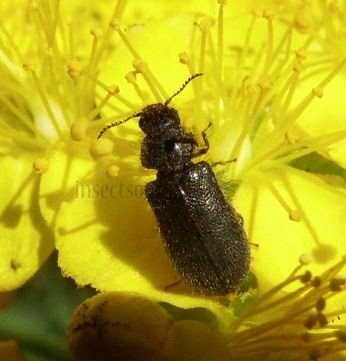 Dasytes virens