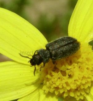 Dasytes virens-2