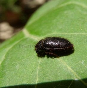 Dasytes virens-3