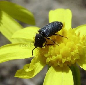 Psilothrix viridicoerulens -1