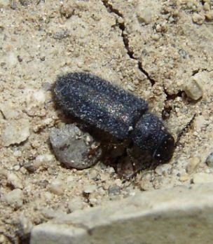 Psilothrix viridicoerulens -2