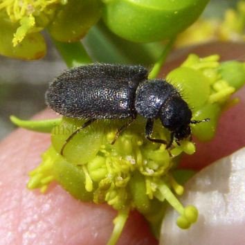 Psilothrix viridicoerulens-3