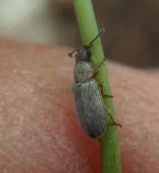 Dascillus cervinus -4
