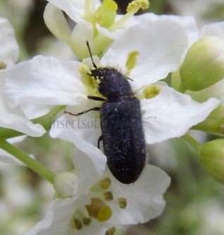 Dasytes cyaneus-1