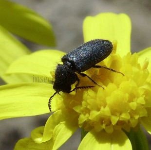 Dasytes cyaneus-2