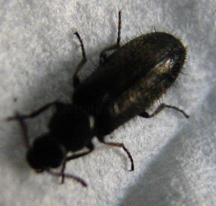Drilus concolor-1