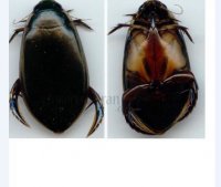 Dytiscidae