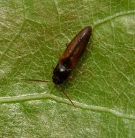 Elateridae