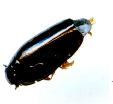 Gyrinus natator