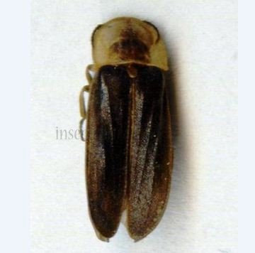 Lampyris noctiluca