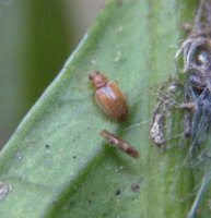 Latridiidae