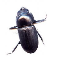 Lucanidae