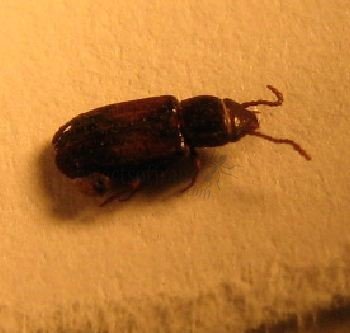 Mecetophagus punctatus-2