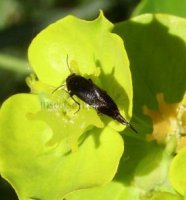 Mordellidae