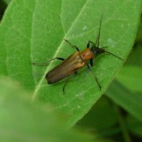 Odemeridae