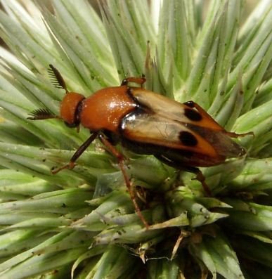 Macrosiagon tricuspidatum-3