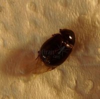 Scarabaidae