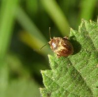 Scirtidae