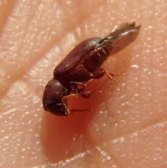 Cryphalus sp-1