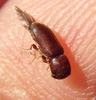 Cryphalus sp-2