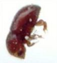 Cryphalus sp-3