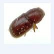 Cryphalus sp-4