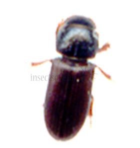 Scolitidae-2